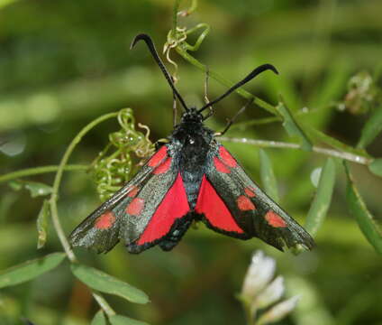 Image of Zygaena lonicerae Scheven 1777