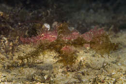 Image of Hairy ghost pipefish