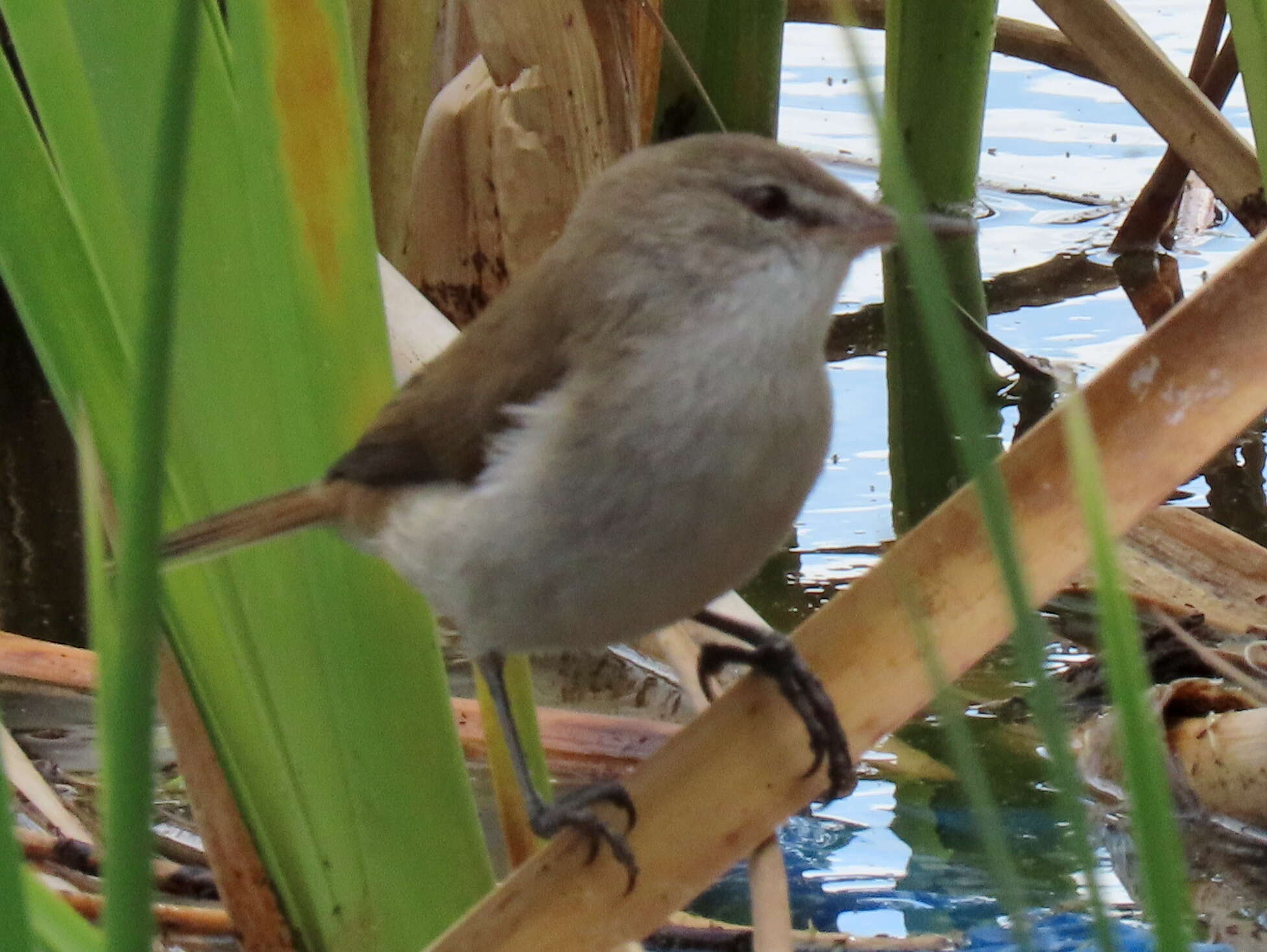 Imagem de Acrocephalus gracilirostris gracilirostris (Hartlaub 1864)