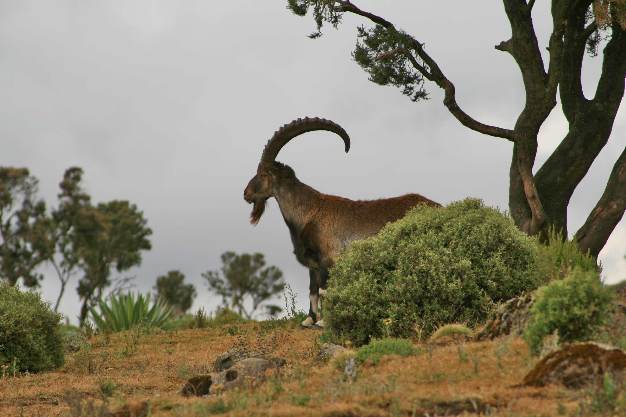 Image of Walia Ibex