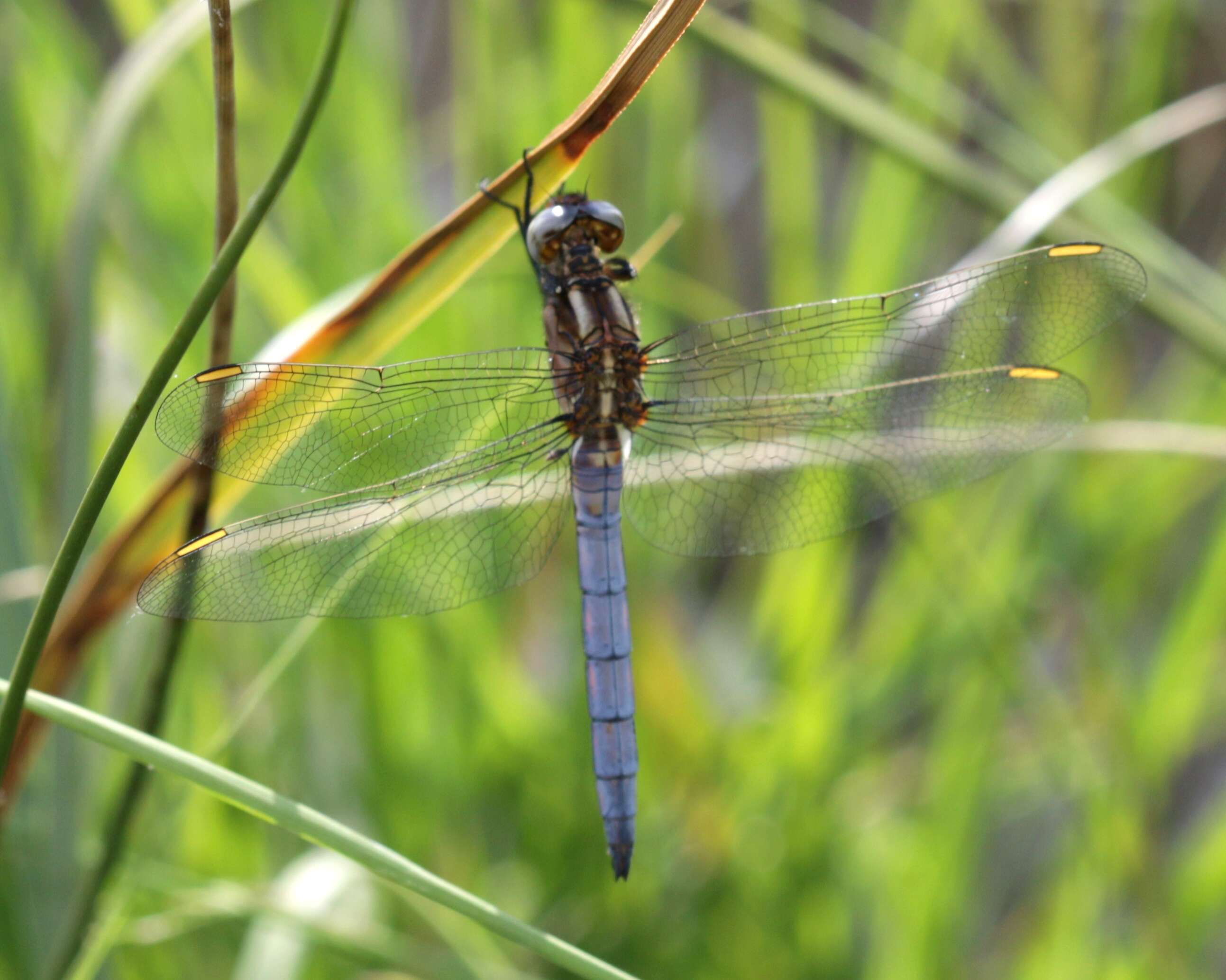 Image of Keeled Skimmer