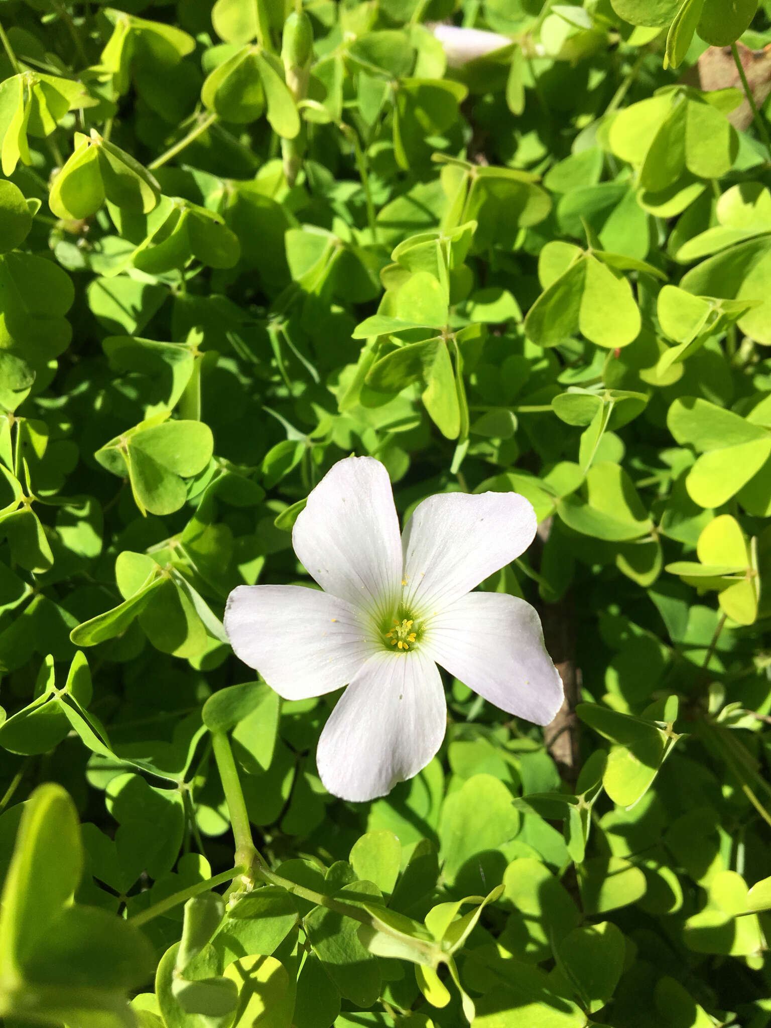 Image of crimson woodsorrel