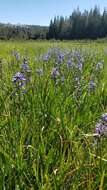 Imagem de Camassia quamash subsp. breviflora Gould