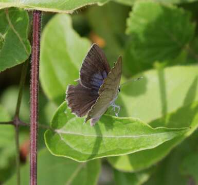 Image of Spanish Purple Hairstreak