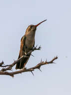 Phaeoptila Gould 1861 resmi