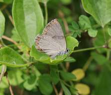 Image of Spanish Purple Hairstreak