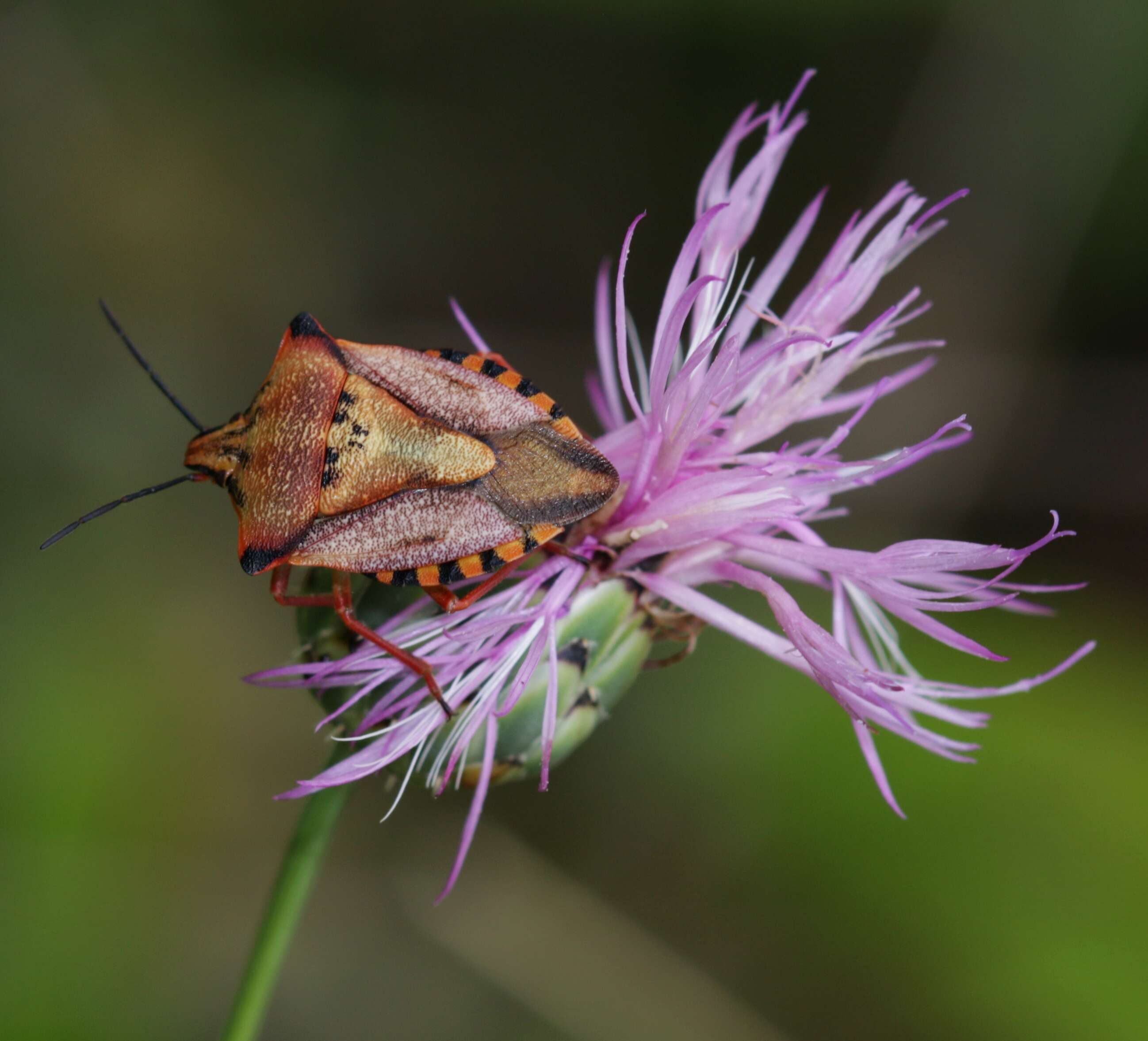 Image of <i>Carpocoris mediterraneus</i>