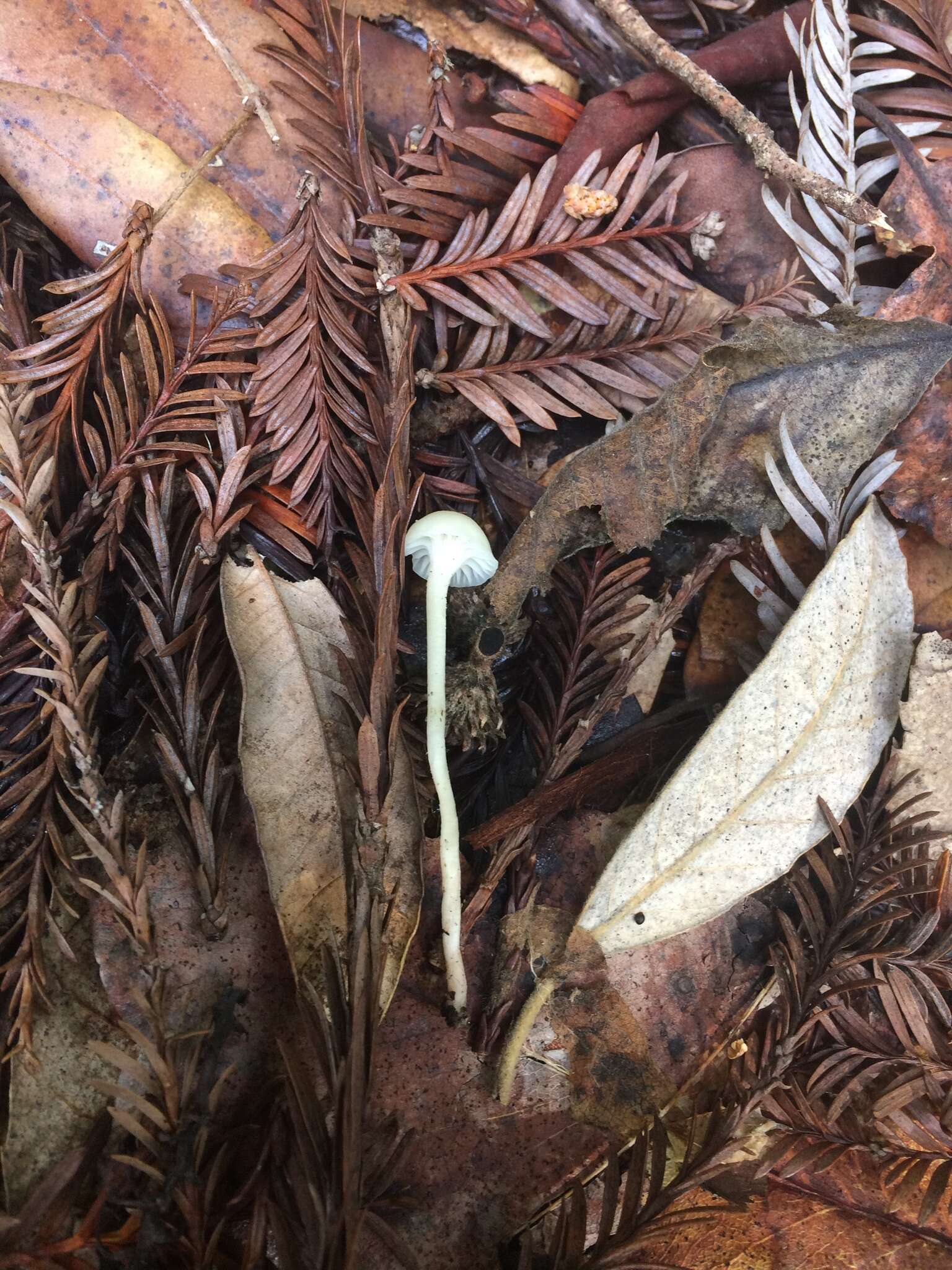 Слика од Hygrocybe russocoriacea (Berk. & T. K. Mill.) P. D. Orton & Watling 1969