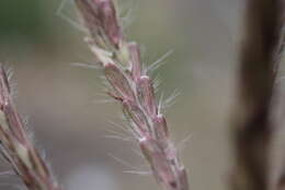 Image of medio bluestem