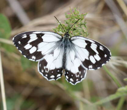 Plancia ëd Melanargia lachesis Hübner 1790