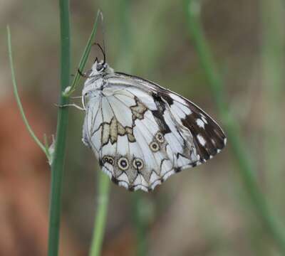 Image of Iberian Marbled White