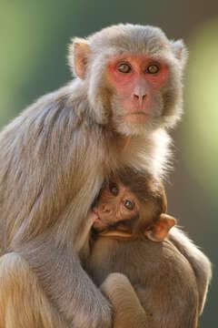 Image of Rhesus Monkey