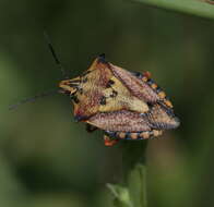 Image of <i>Carpocoris mediterraneus</i>