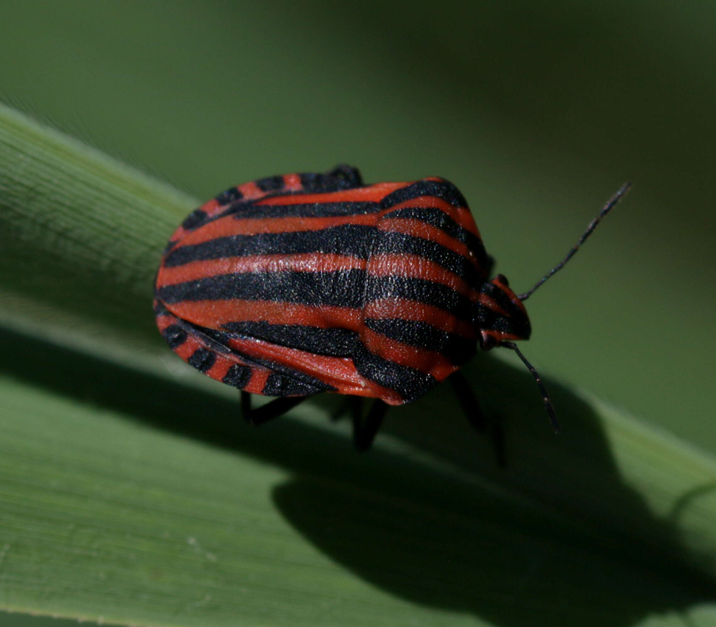 Image of <i>Graphosoma italicum</i>