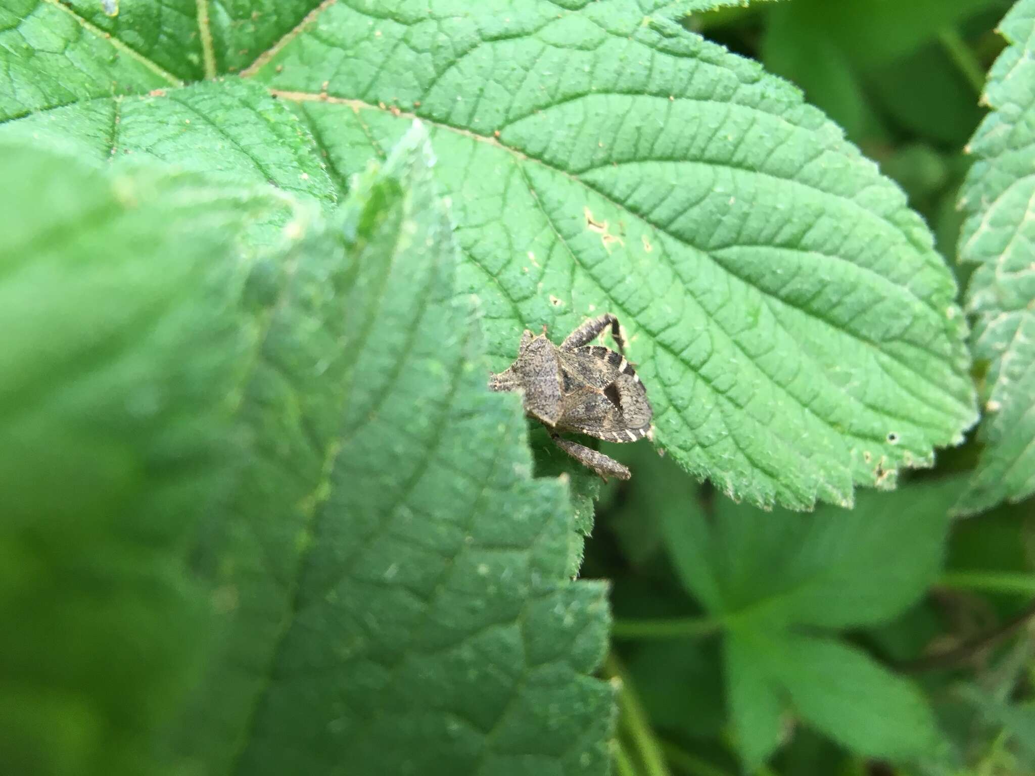 صورة Acanthocoris sordidus (Thunberg 1783)