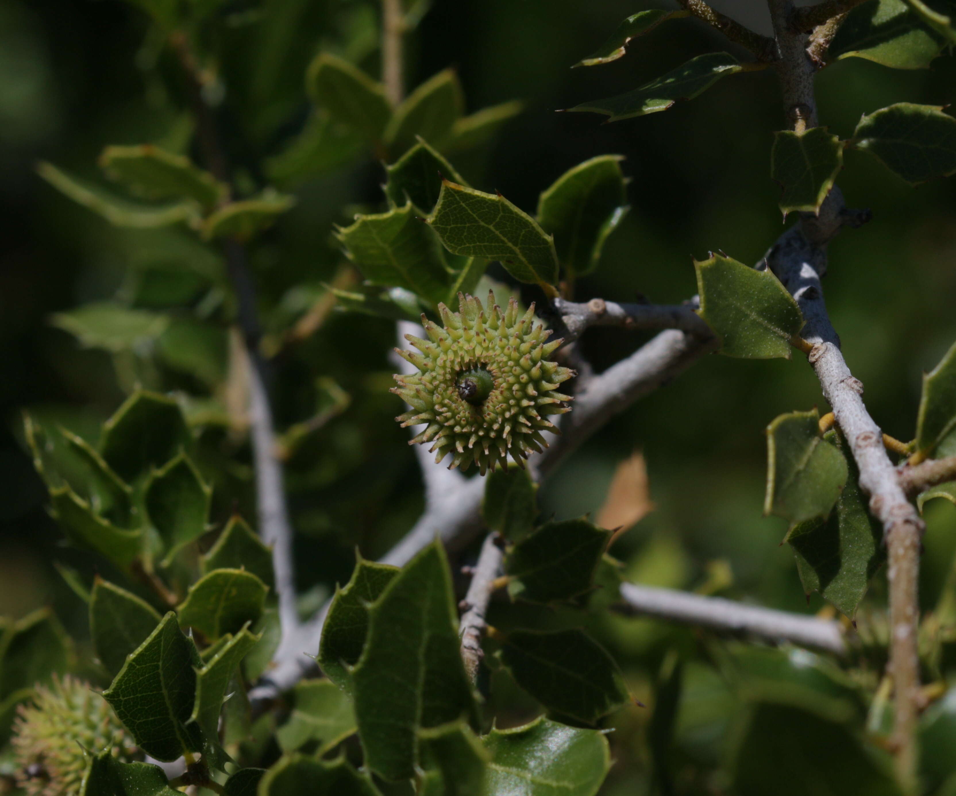 Image of Kermes Oak