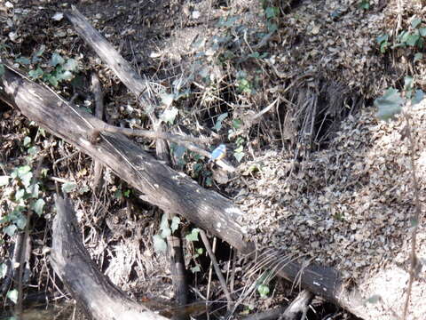 Image of Half-collared Kingfisher