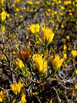 Image of Pteronia paniculata Thunb.