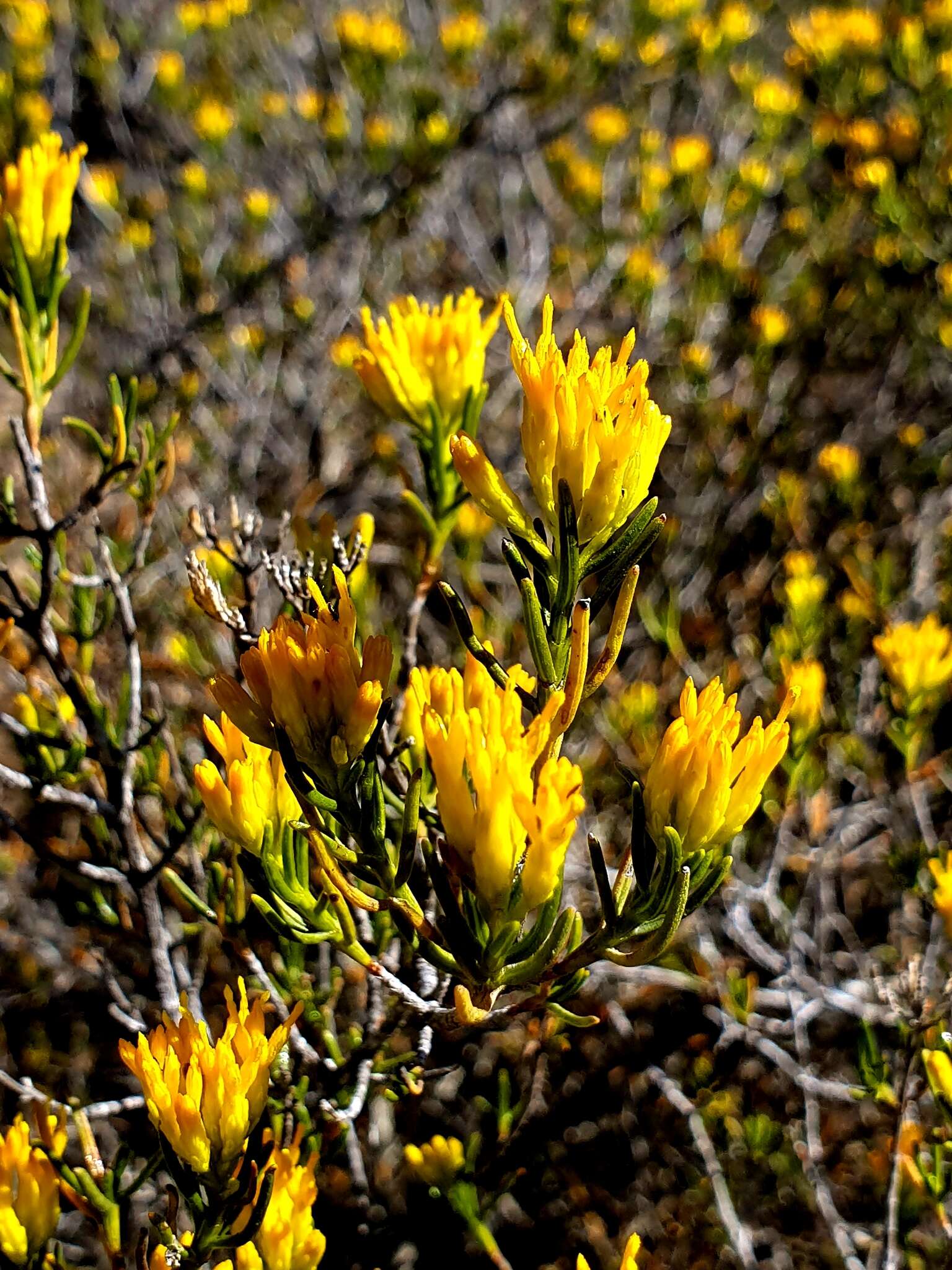 Image of Pteronia paniculata Thunb.