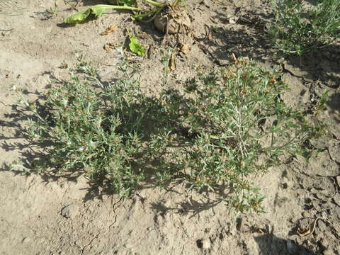 Image of Low cudweed