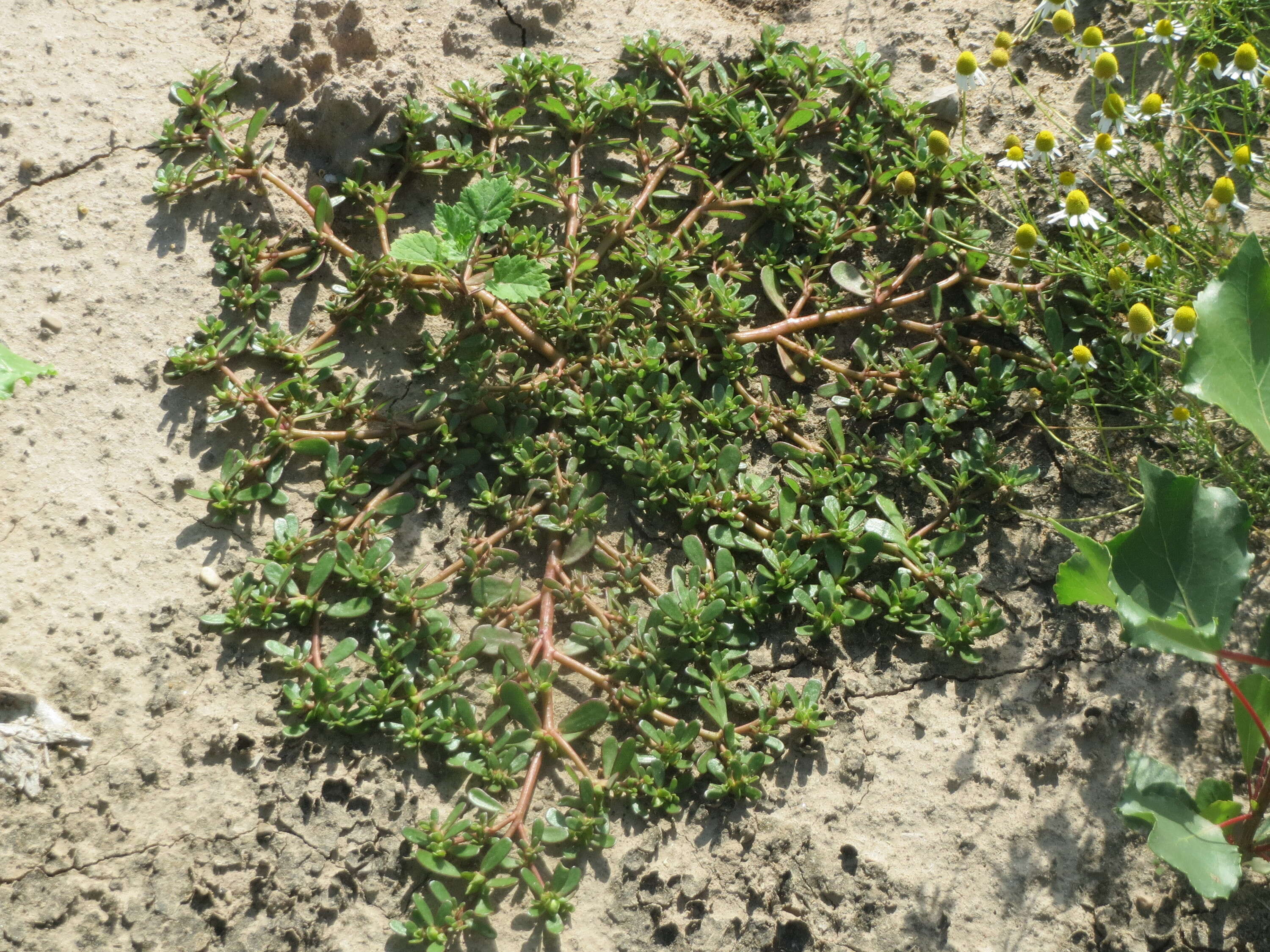 Image of common purslane