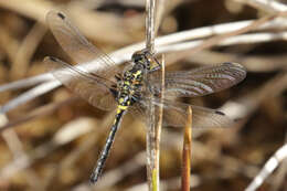 Image of Leucorrhinia patricia Walker 1940