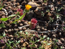 Imagem de Calendula tripterocarpa Rupr.