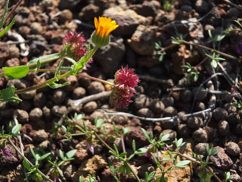 Image of Calendula tripterocarpa Rupr.