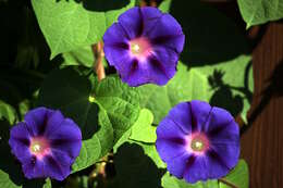 Image of tall morning-glory