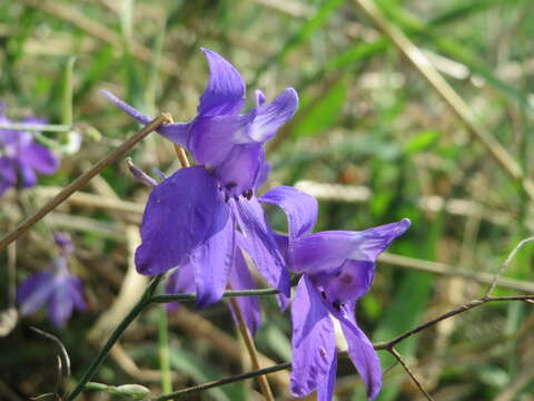 Image of forking larkspur