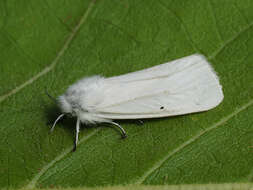 Image of water ermine