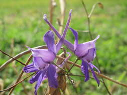 Image of forking larkspur