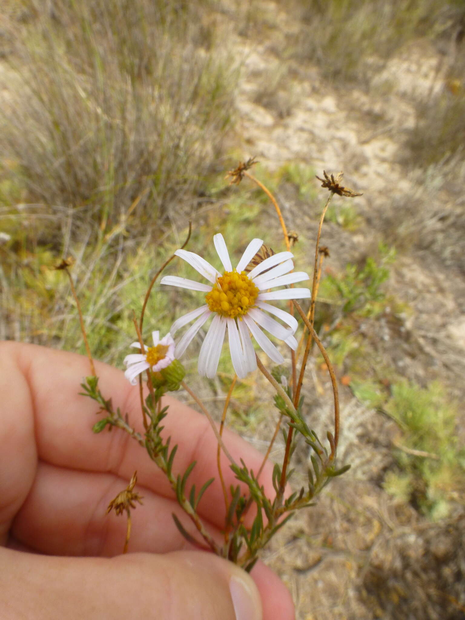 Felicia hyssopifolia (Berg.) Nees resmi