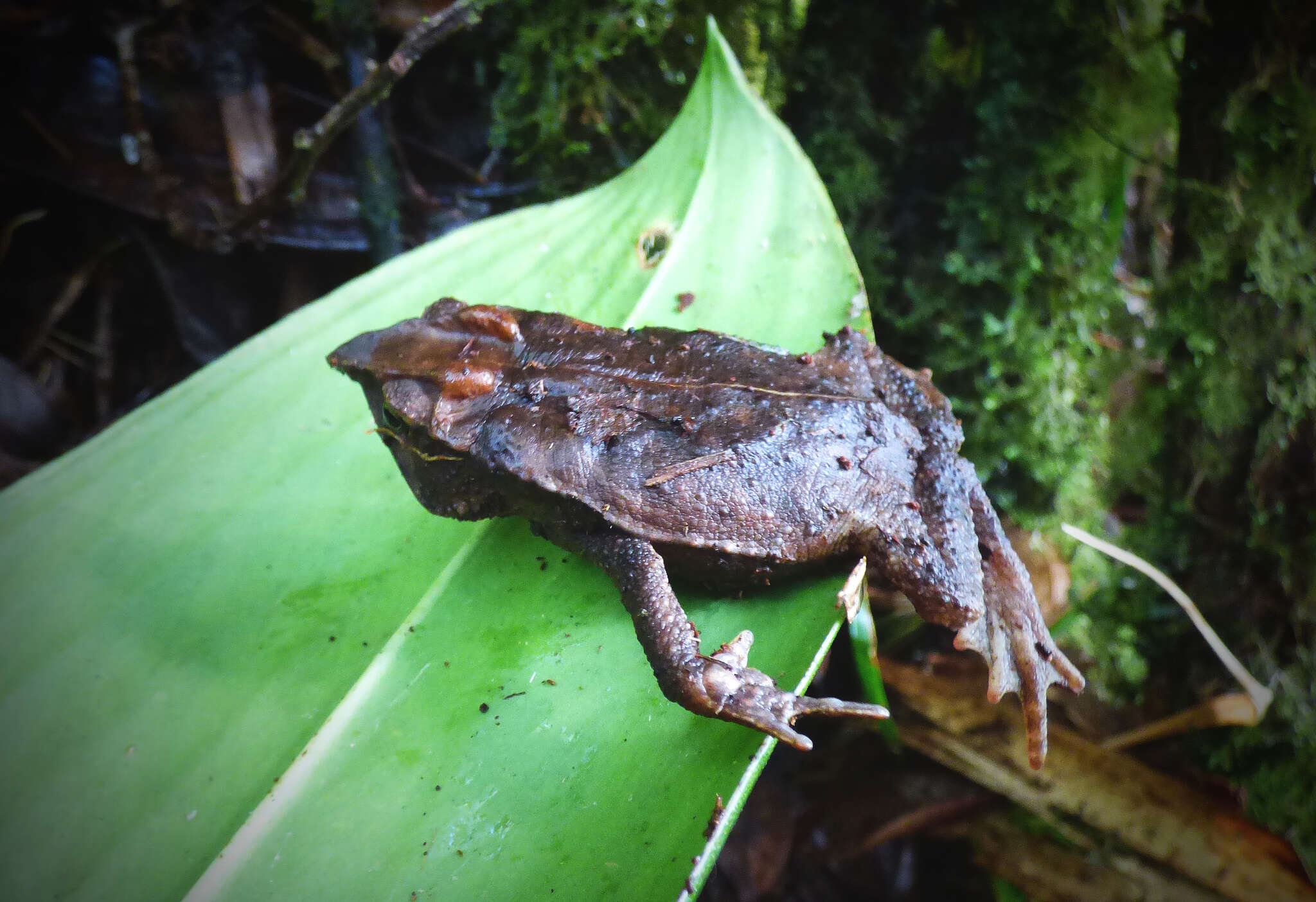 Image of Santa Rita beaked toad