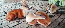 Image of Barking Deer