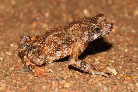 صورة Duttaphrynus beddomii (Günther 1876)