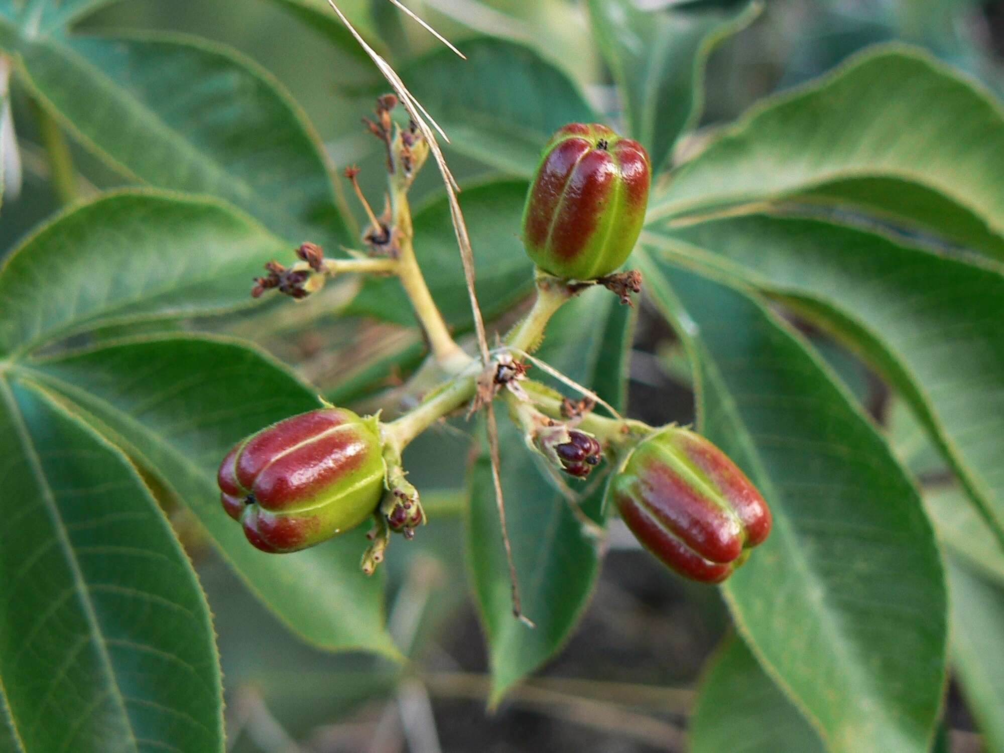 Sivun Jatropha excisa Griseb. kuva