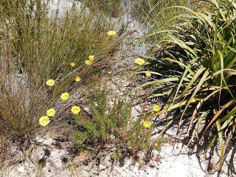 Image of Ursinia paleacea (L.) Moench