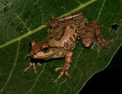 Image of Green tree frog