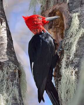 Image of Magellanic Woodpecker