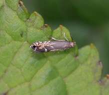 Image of Glyphipterix simpliciella Stephens 1834