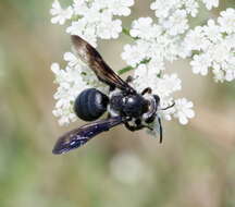 Image of Andrena agilissima (Scopoli 1770)