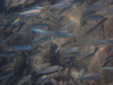 Image of Red Sea hardyhead silverside