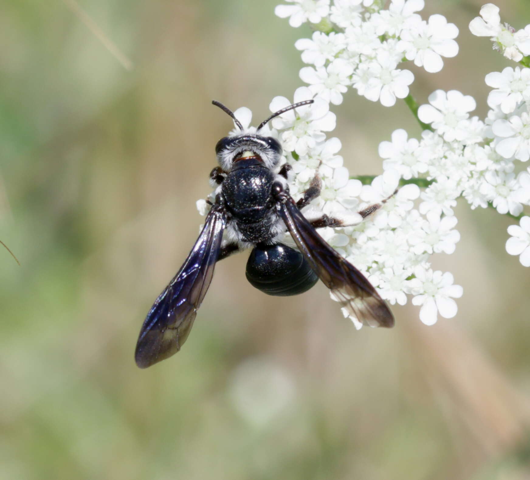 Image of Andrena agilissima (Scopoli 1770)