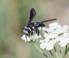 Image of Andrena agilissima (Scopoli 1770)