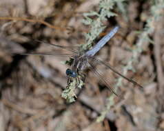 Image of Southern Skimmer