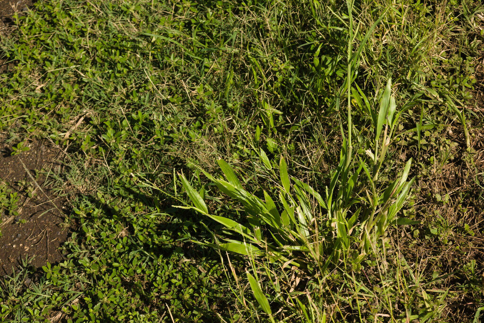 Plancia ëd Brachiaria plantaginea (Link) Hitchc.