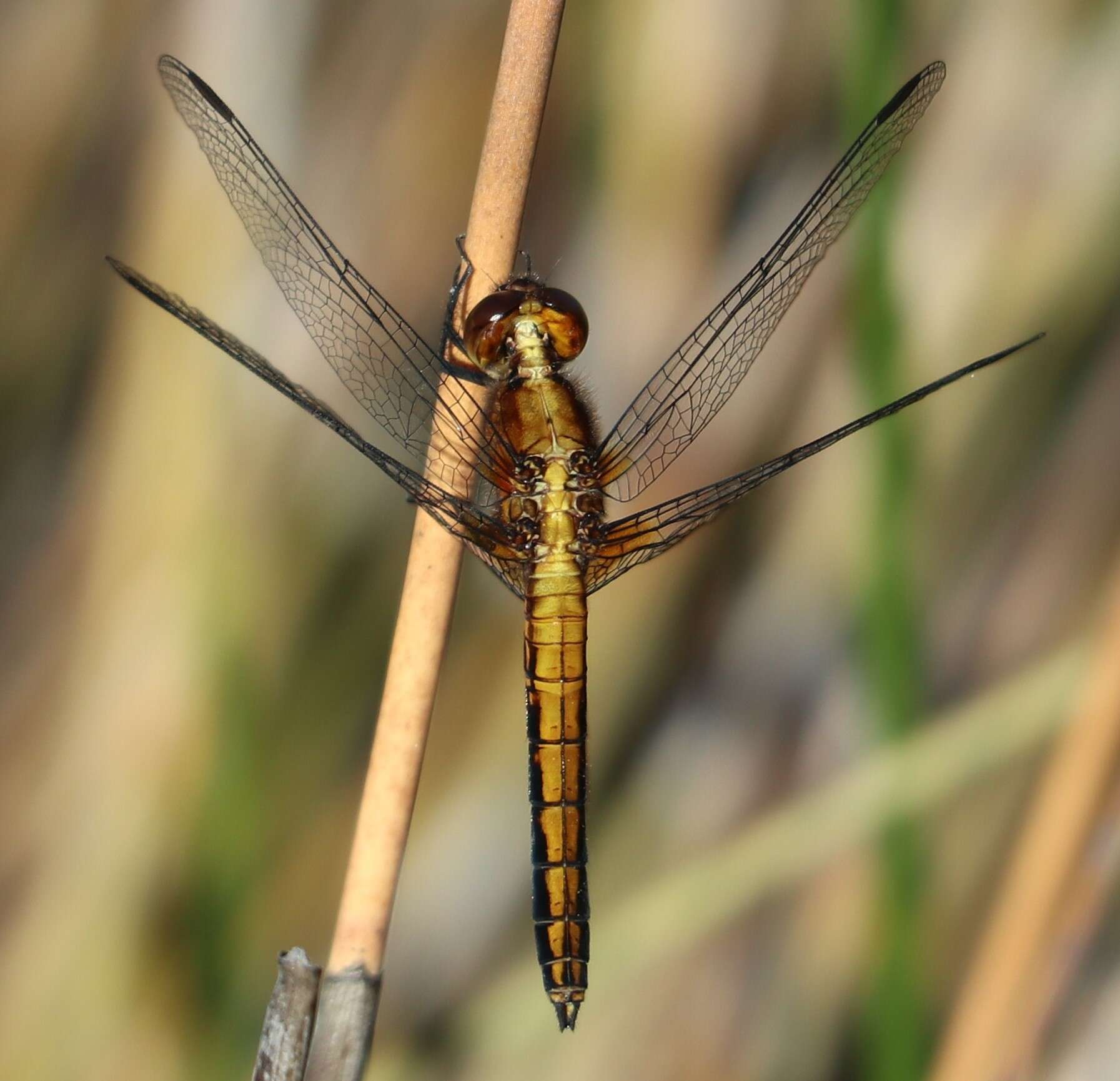 Erythrodiplax connata (Burmeister 1839) resmi