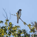 Accipiter striatus striatus Vieillot 1808的圖片