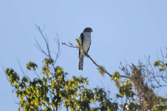 Accipiter striatus striatus Vieillot 1808的圖片